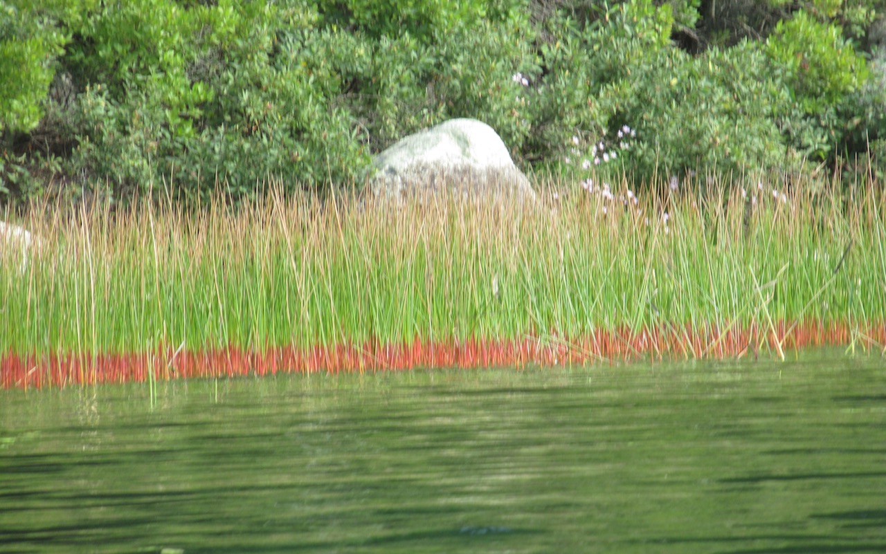 Long Pnd red reeds