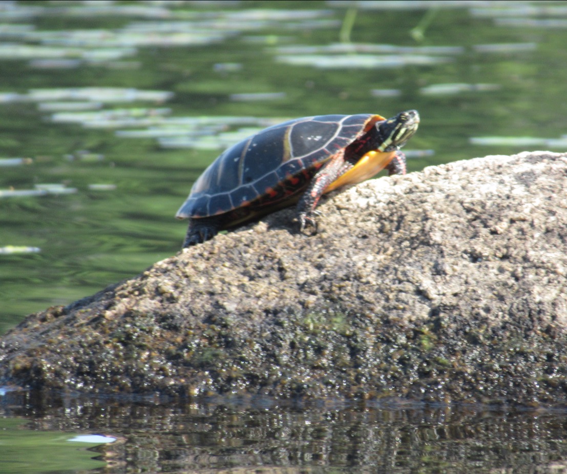 Long Pnd turtle
