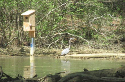 NC Lily's Bridge wading heron