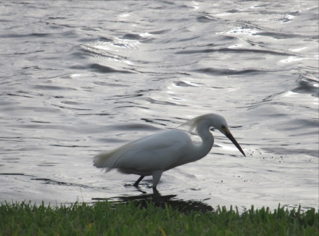 Trinity Lakes snowy egret 2