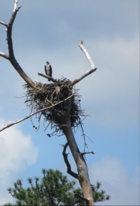 Rappahannock osprey w/nest