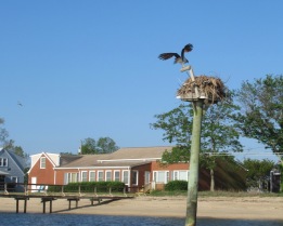 SP Osprey retuning to nest