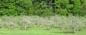 Rte 5 apple blossoms