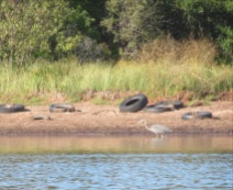 Anni Percival Bay heron and tires