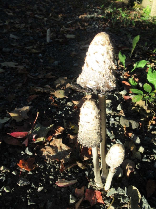 Hartland mushrooms
