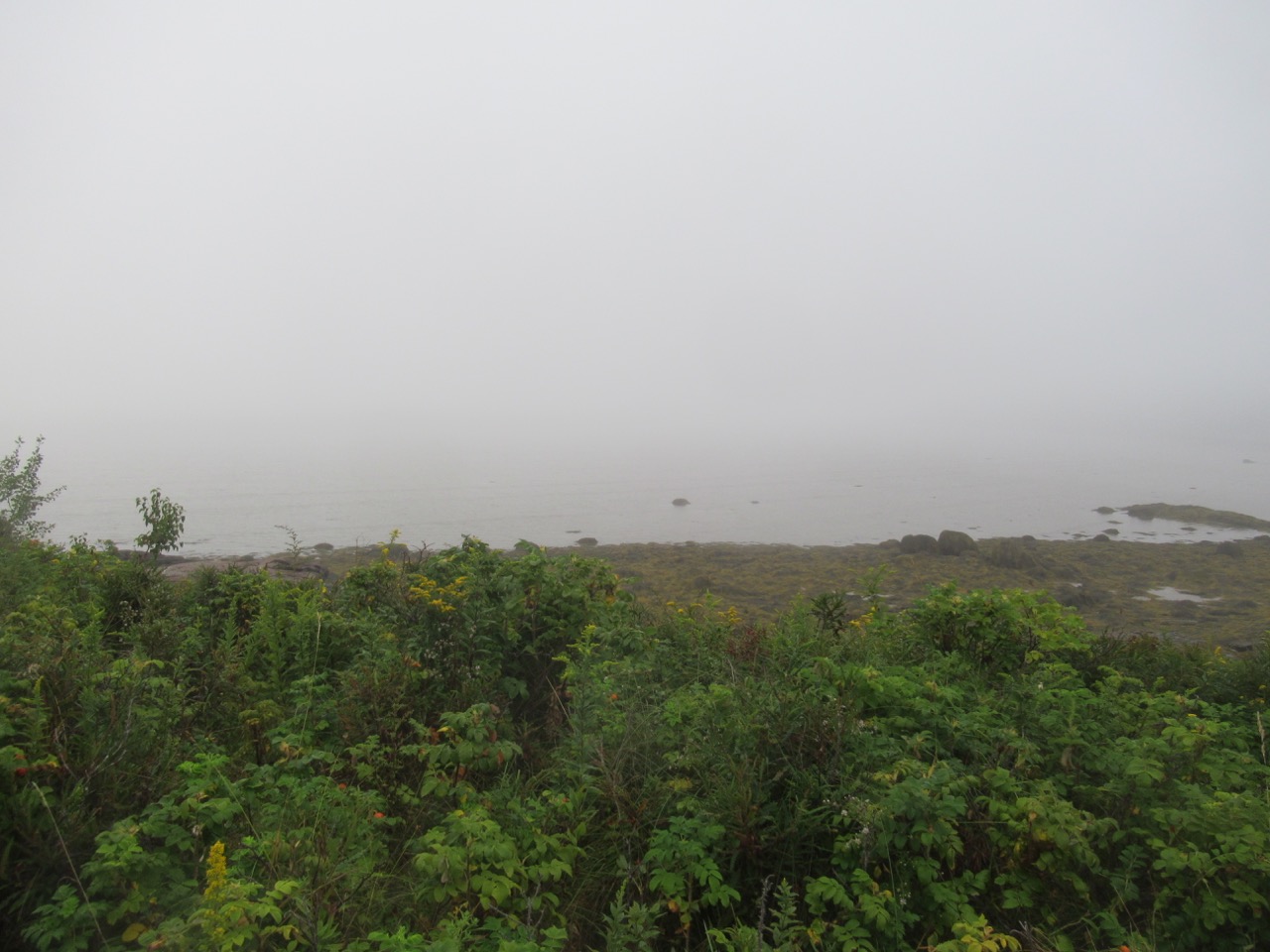 Springtide foggy view
