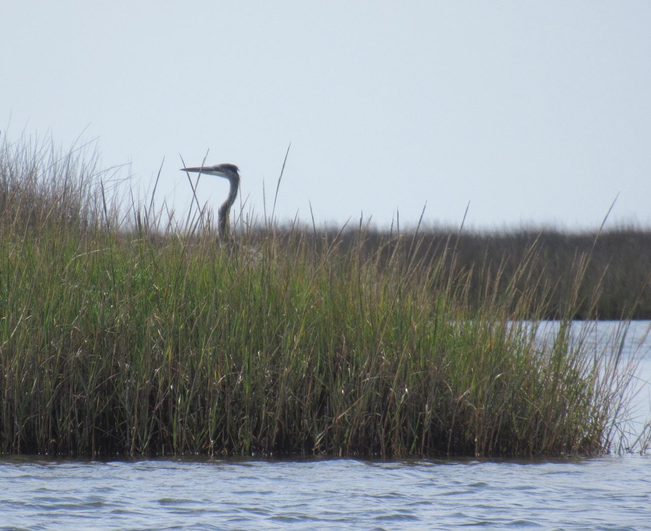 Outer Banks Pea Is. heron