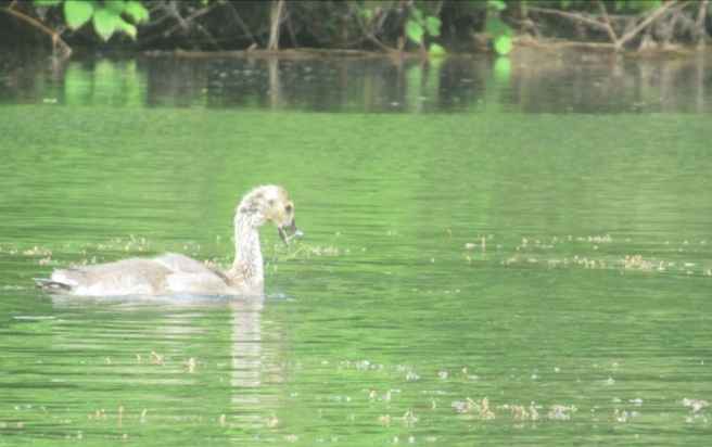 Blk River gosling