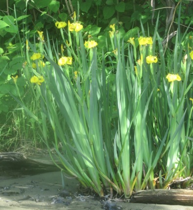 CT River yellow iris